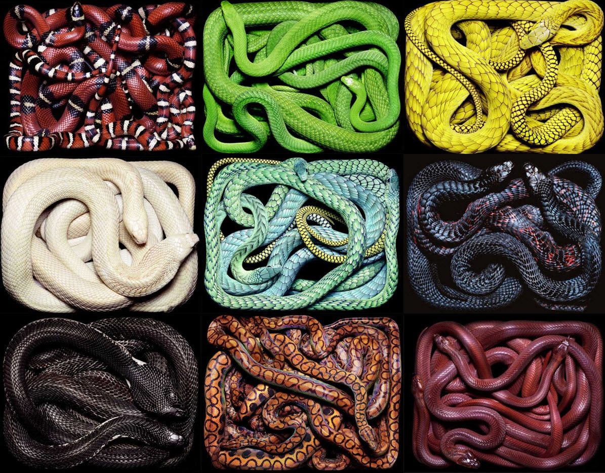 snake-colors image