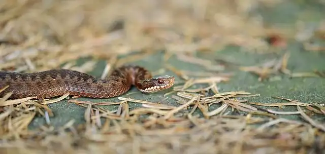 adder-snake image