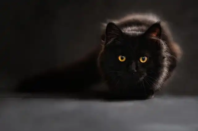 black-cat image