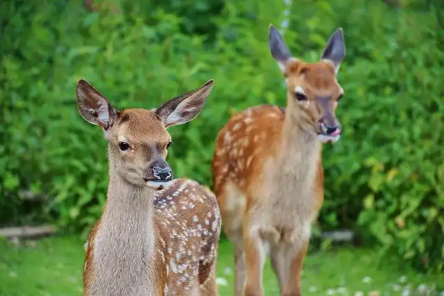 fawn image