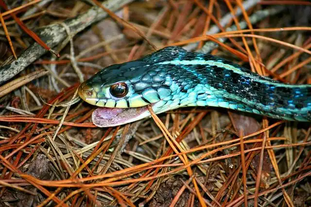 garter-snake image
