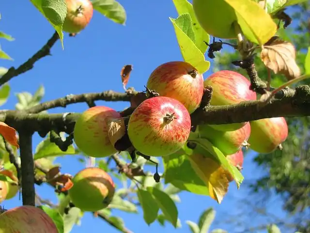orchard image