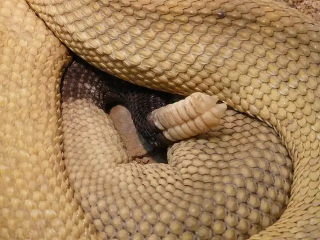 rattle-snake image