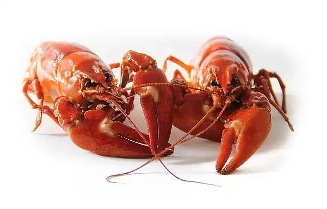 seafood image