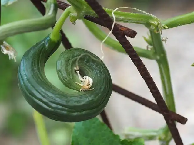 snake-cucumber image